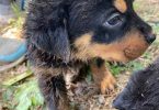 2 months old German Rottweiler puppies
