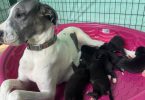American Euro Great Dane puppies for sale