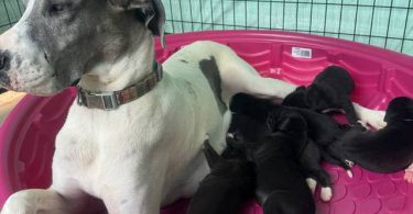 American Euro Great Dane puppies for sale