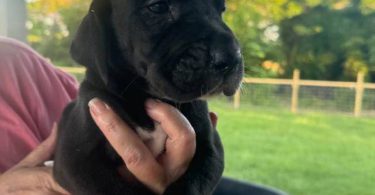 American Euro Great Dane puppies for sale