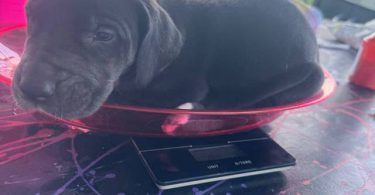 American Euro Great Dane puppies for sale