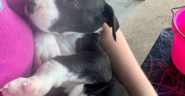 American Euro Great Dane puppies for sale