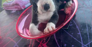 American Euro Great Dane puppies for sale