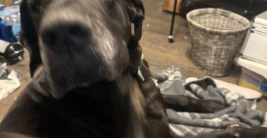 American Euro Great Dane puppies for sale