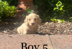 5 longhaired miniature male dachshunds