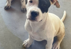 5 American Pitbull Terrier puppies Available