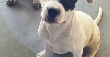 5 American Pitbull Terrier puppies Available