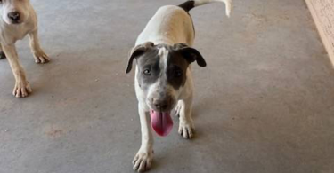 5 American Pitbull Terrier puppies Available