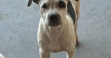 5 American Pitbull Terrier puppies Available