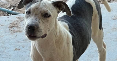 5 American Pitbull Terrier puppies Available