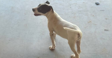 5 American Pitbull Terrier puppies Available