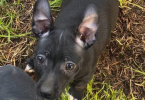 Purebred Teddy Roosevelt Rat Terrier puppy