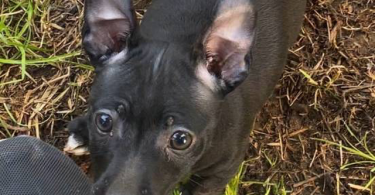 Purebred Teddy Roosevelt Rat Terrier puppy
