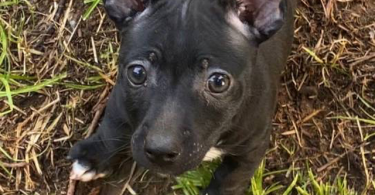 Purebred Teddy Roosevelt Rat Terrier puppy