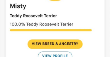 Purebred Teddy Roosevelt Rat Terrier puppy