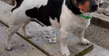 Purebred Teddy Roosevelt Rat Terrier puppy