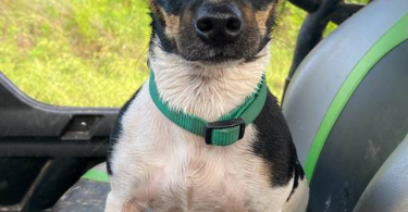 Purebred Teddy Roosevelt Rat Terrier puppy