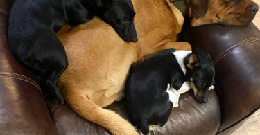 Purebred Teddy Roosevelt Rat Terrier puppy
