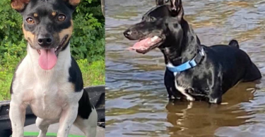 Purebred Teddy Roosevelt Rat Terrier puppy