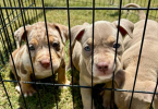 3 ABKC American Bully pippies for sale