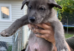 German Shepherd Pitbull mix