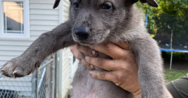 German Shepherd Pitbull mix