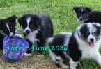 2 merles and 3 Tricolor Aussie puppies