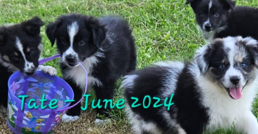 2 merles and 3 Tricolor Aussie puppies