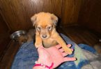 8 Texas Heeler puppies need forever home