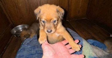 8 Texas Heeler puppies need forever home
