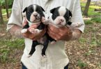 4 sweet Boston terrier puppies available