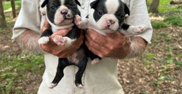 4 sweet Boston terrier puppies available