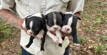 4 sweet Boston terrier puppies available