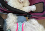 Beautiful Maltese Bichon Babies