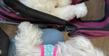 Beautiful Maltese Bichon Babies