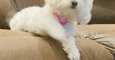 Beautiful Maltese Bichon Babies