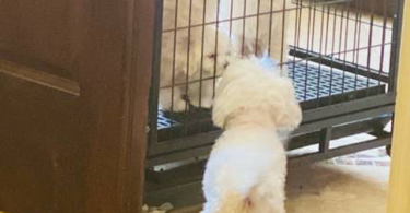 Beautiful Maltese Bichon Babies