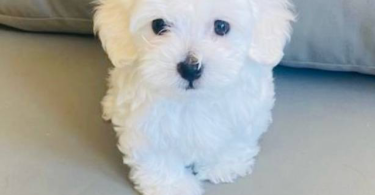 Beautiful Maltese Bichon Babies
