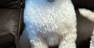 Beautiful Maltese Bichon Babies