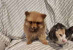 Purebred Pomeranians