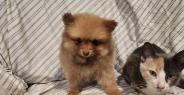 Purebred Pomeranians