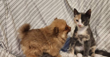 Purebred Pomeranians