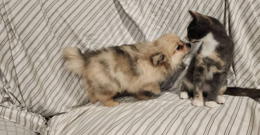 Purebred Pomeranians