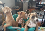 3 female pitbull puppies need a loving home