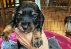 Long-haired dachsund pups