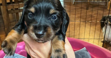 Long-haired dachsund pups
