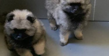 3 AKC registered Keeshond puppies for sale