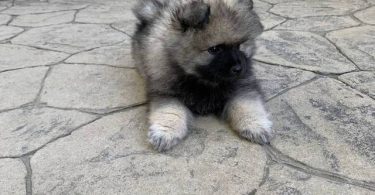 3 AKC registered Keeshond puppies for sale