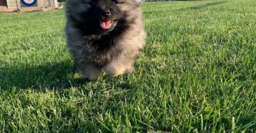 3 AKC registered Keeshond puppies for sale