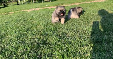 3 AKC registered Keeshond puppies for sale